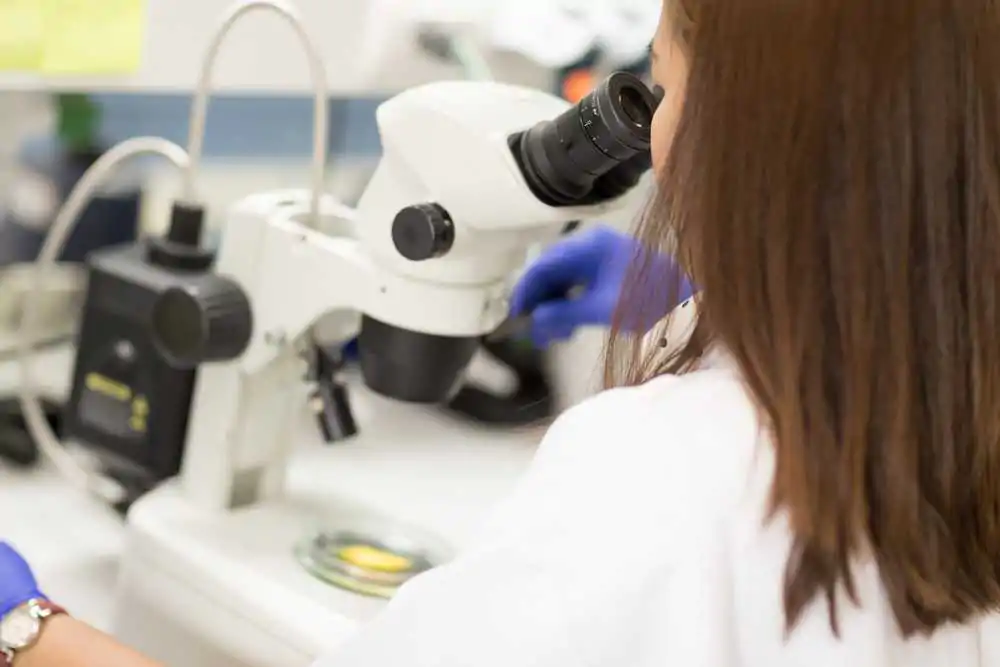 Stereo Microscopes